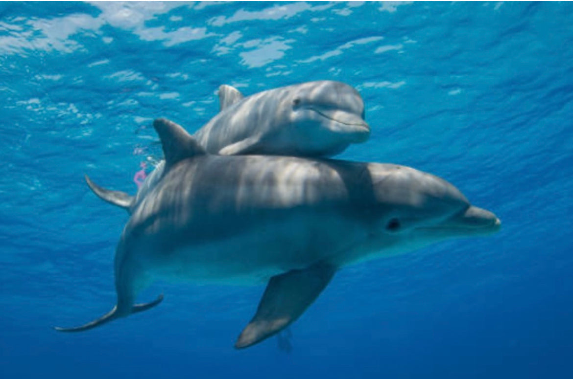 Two dolphins 